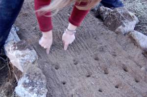 Starter holes for garlic