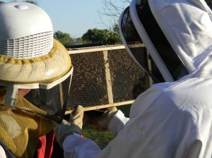 Checking out the Bees