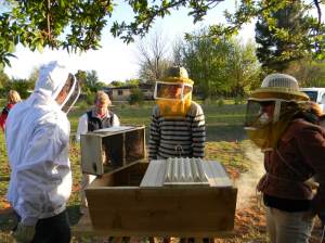 Getting Ready to Pull Out the Queen