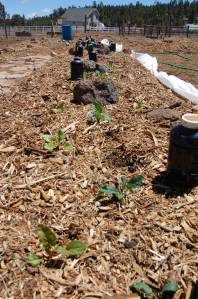 Rocks and Milk Jugs painted black and filled with water act as thermal mass DSC_0022
