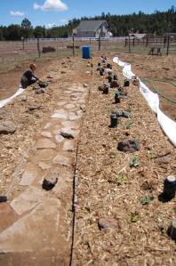 Kelsey - master planter! DSC_0024