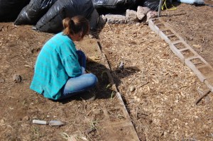 Planting onions DSC_0202