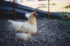 Chicken3_TrishOdorico