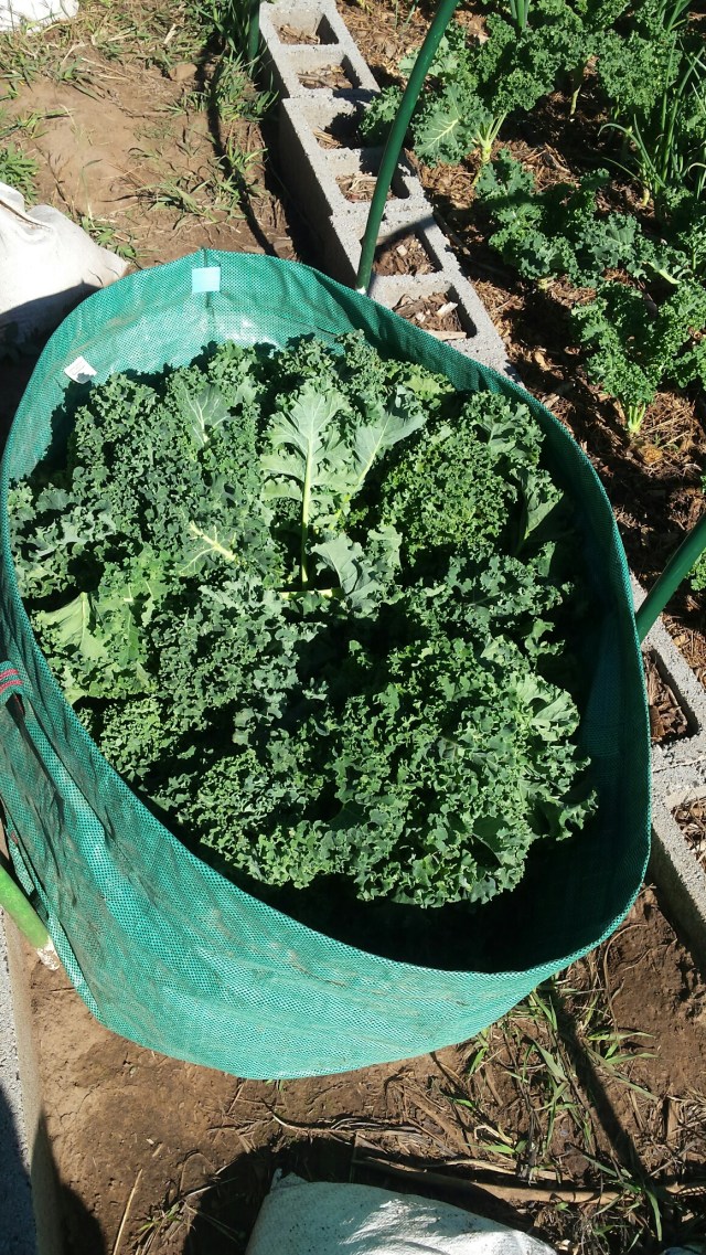 20160705_083319_resized