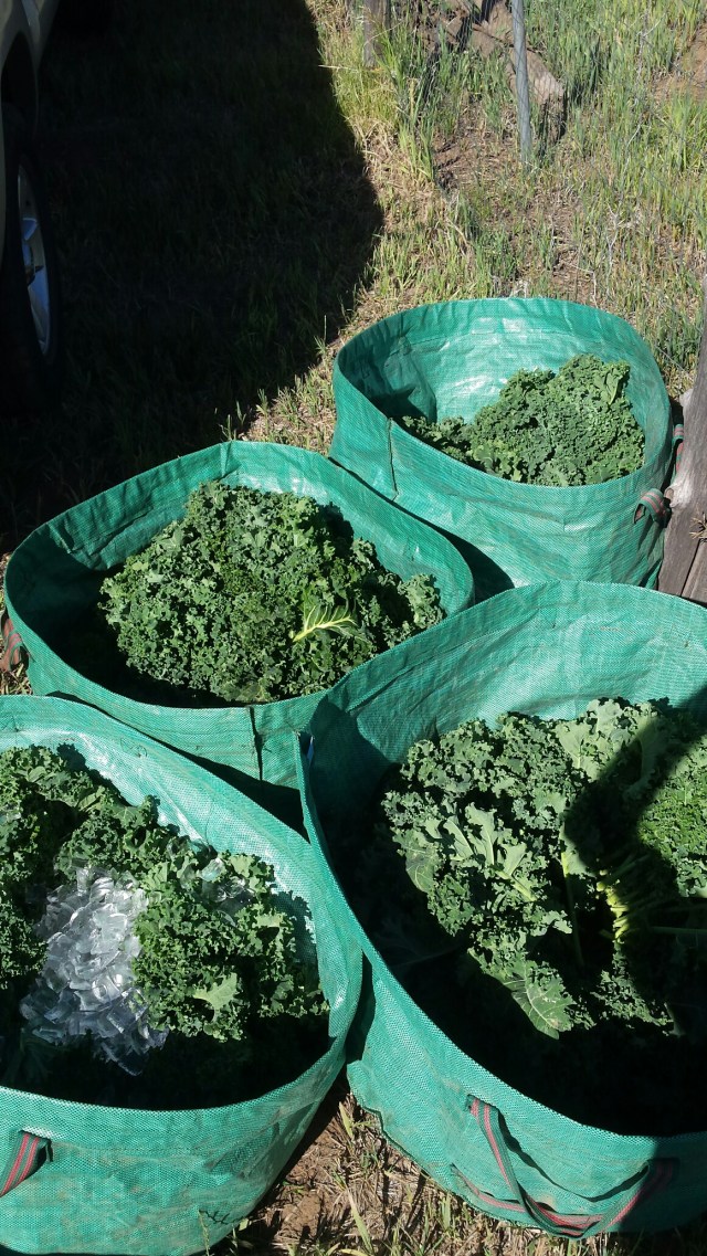 20160705_083803_resized