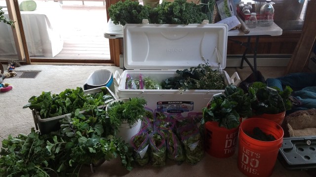 CSA Harvest