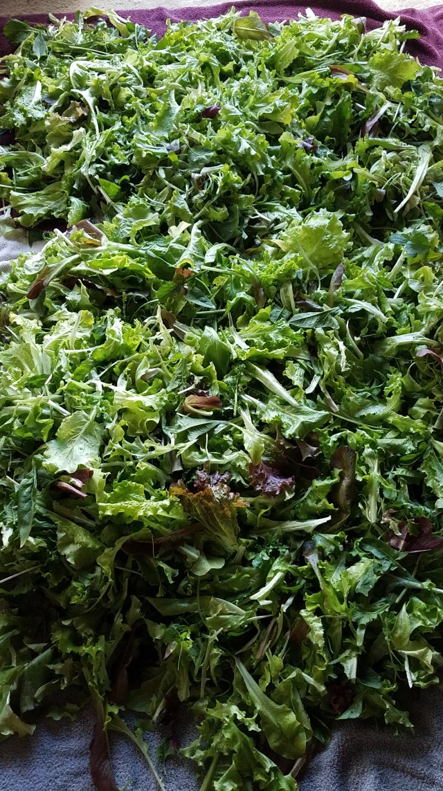 Salad Mix