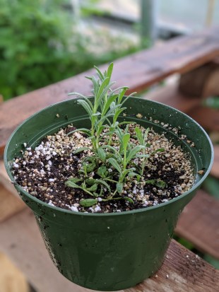 00100lPORTRAIT_00100_BURST20190711182650080_COVER